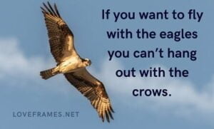 Eagle Quotes on Attitude | Inspirational Eagle Quotes