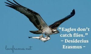 Eagle Quotes to Inspire You | Inspirational Eagle Quotes