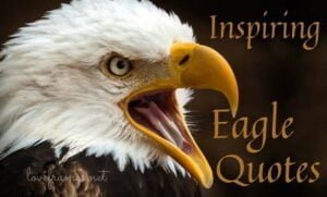 Inspiring Eagle Quotes