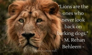 The Lion Quotes -  Motivational