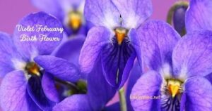 February Birth Flower